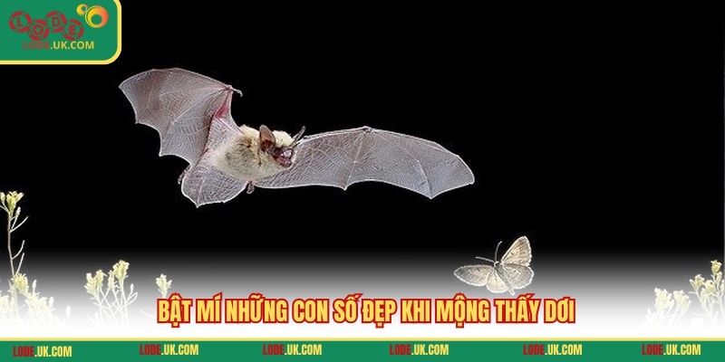 Bật mí những con số đẹp khi mộng thấy dơi