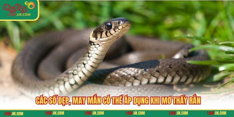 Các số đẹp, may mắn có thể áp dụng khi mơ thấy rắn