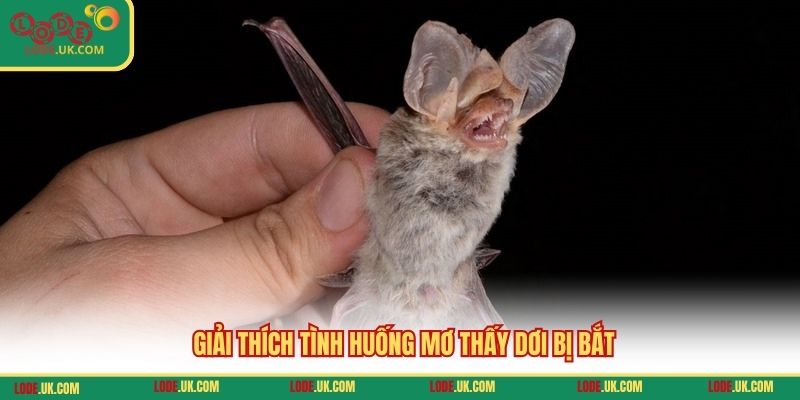 Giải thích tình huống mơ thấy dơi bị bắt