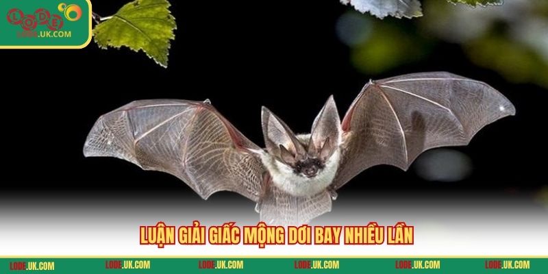 Luận giải giấc mộng dơi bay nhiều lần