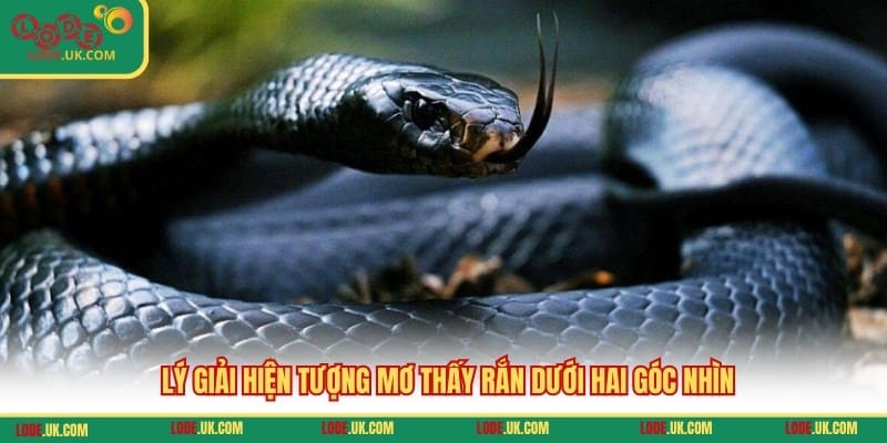 Lý giải hiện tượng mơ thấy rắn dưới hai góc nhìn