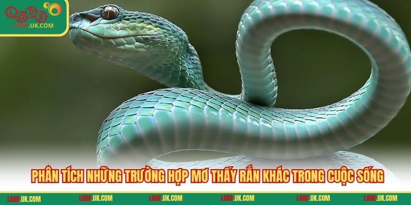 Phân tích những trường hợp mơ thấy rắn khác trong cuộc sống